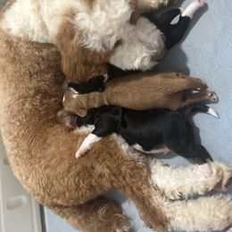 Bernedoodle Puppies from Palmetto Bernedoodles Boutique