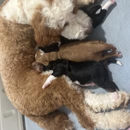 Bernedoodle Puppies from Palmetto Bernedoodles Boutique