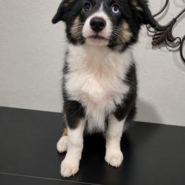 Chase - Black tri male Toy Australian Shepherd puppy in Bethany, Oklahoma from Donna's Toy & Mini Aussies