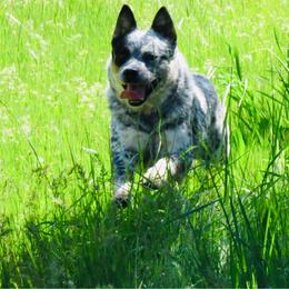 Sparkles - Australian Cattle Dog