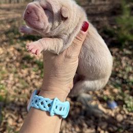 Frosty - Cream male Chinese Shar-Pei puppy in North Carolina from Amy Mahaffey's Chinese Shar-Pei