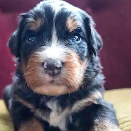 Laurent - Tri-color male Bernedoodle puppy in Folsom, Louisiana from DoodlesFarmCo