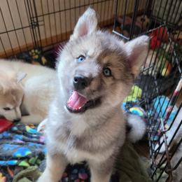 4 Pink - Agouti and white female Siberian Husky puppy in Dane, Wisconsin from Sunny Hurricane Siberians