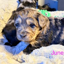 June - Blue merle female Aussiedoodle puppy in Fredonia, Pennsylvania from Drew’s Aussies & Doodles