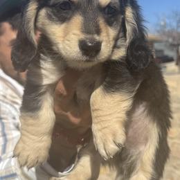 Black and Cream Longhair Miniature Male Dachshund - Black and cream male Dachshund puppy in Grandview, Texas from LF & Co Dachshunds