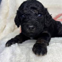 Washington - Phantom male Goldendoodle puppy in Cleveland, Georgia from The O.G. Doodles