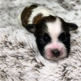 Shih Tzu Puppies from Jennifer Lopez