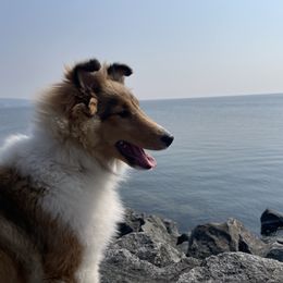 Brûlée - Shetland Sheepdog
