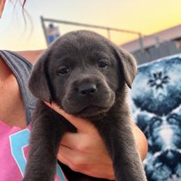 Bramble (Black Collar) - Charcoal male Dilute Retriever puppy in Baldwin City, Kansas from Hedge Lane Labradors