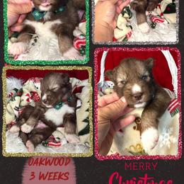 Oakwood - Red and white male Siberian Husky puppy in Florence, Kentucky from Moonlight Howl Huskies