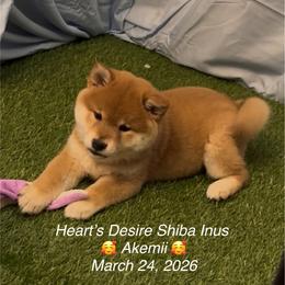 Akemi (means bright beauty) - Red female Shiba Inu puppy in Derby, Kansas from Heart’s Desire Shiba Inus