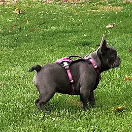 Elroy - Blue fawn male French Bulldog puppy in Camden, Michigan from Valley of the Blue Dogs