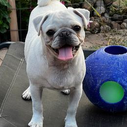 CoolWhip - Pug