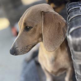 Millie - Dachshund
