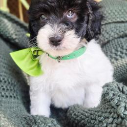 Green - Black and white male Aussiedoodle puppy in Georgetown, California from Foothill Aussies