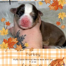Turkey - Brindle merle and white male American Corgi puppy in Greenwood, Indiana from Witch Creek Corgis