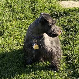 Shadow  - Miniature Schnauzer