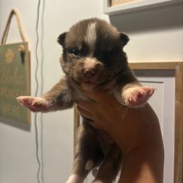 Boy 2 - Red and white male Siberian Husky puppy in Pelham, Alabama from Tails & Belles Dog Breeding