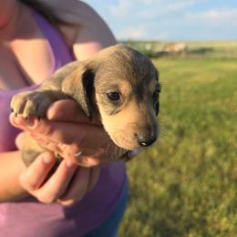 Wild Boar - Wild boar and cream female Dachshund puppy in Great Falls, Montana from Green Dragon Kennel