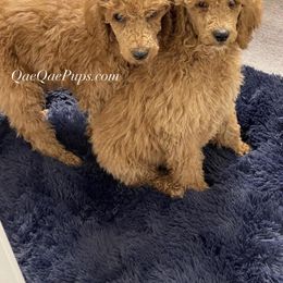 Poodle Puppies from QaeQae Pups