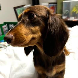 Maggie May - Dachshund