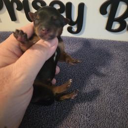 Boy 2 - Black and tan male Yorkshire Terrier puppy in Clermont, Florida from Bella's Prissy Butts