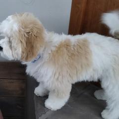 Cavachon, Cavalier King Charles Spaniel, and Cavapoo Puppies from Cavachon Love