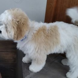 Cavachon, Cavalier King Charles Spaniel, and Cavapoo Puppies from Cavachon Love