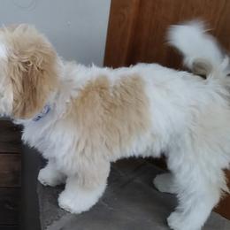 Cavachon, Cavalier King Charles Spaniel, and Cavapoo Puppies from Cavachon Love