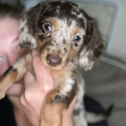 Dachshund Puppies from Doxie Dapples