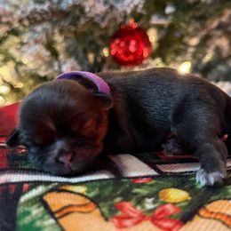 AKC Bonbon - Sable female Shih Tzu puppy in Paintsville, Kentucky from Molly B's ShihTzus