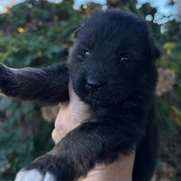 Female 2 - Black and red female German Shepherd puppy in Winchester, Kentucky from Drache Feld