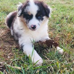 Miniature Australian Shepherd and Toy Australian Shepherd Puppies from Cooper Creek Aussies