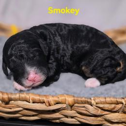 Smokey - Tri-color male Bernedoodle puppy in Summerville, South Carolina from Channys Doodles
