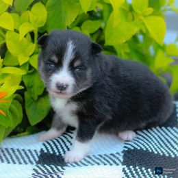 August - Black and white male Pomsky puppy in Bremen, Indiana from AMS Pomeranians and Pomskies in Indiana