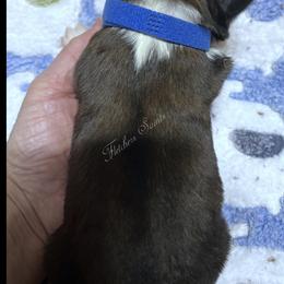 Blue Collar - Mahogany and white male Saint Bernard puppy in New Philadelphia, Ohio from Fletchers Saints