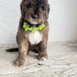 Green collar - Sable female Goldendoodle puppy in Collier County, Florida from My perfect doodle