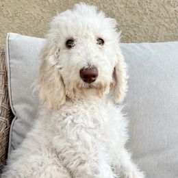 Snowball - Labradoodle puppy from The Dood Ranch
