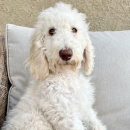 Snowball - Labradoodle puppy from The Dood Ranch