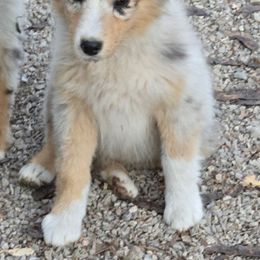 Nina - Blue merle female Australian Shepherd puppy in Clinton, Missouri from RockyTop Hearts