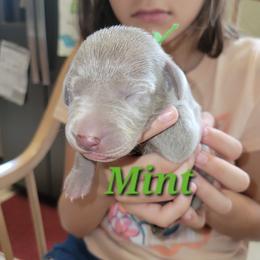 Mint - Silver gray female Weimaraner puppy in Kingwood, Texas from Desert Rose Weimaraners