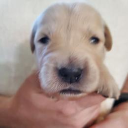 Light grey collar - Golden male Golden Retriever puppy in Sandy, Utah from Golden Meadows of Utah