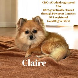 Claire - Pomeranian
