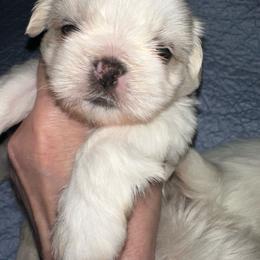Flash - Gold and white male Shih Tzu puppy in Austin, Arkansas from Starfire Shih Tzu