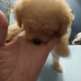 Poodle Puppies from Bloomingdale Toy Poodles