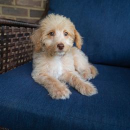 Mister Blue - Apricot male Labradoodle puppy in Travelers Rest, South Carolina from Doodles of Love Labradoodles