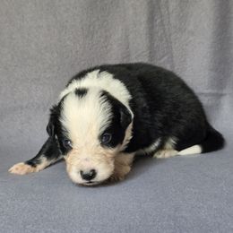 Electric - Black and white male Border Collie puppy in East Brady, Pennsylvania from Riverwood