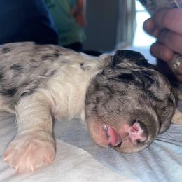 Goldendoodle and Poodle Puppies from Corbin’s Southern Curl’s