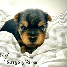 Nutmeg - Black and tan female Yorkshire Terrier puppy in Rio, Illinois from Sunny Sky Yorkies