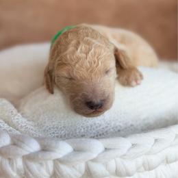Leif - Cream male Poodle puppy in Detroit Lakes, Minnesota from Pickerel Pups